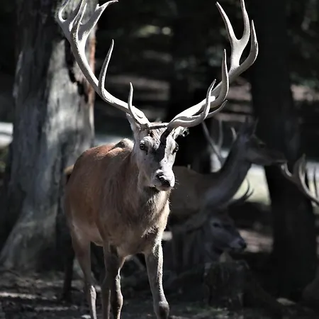 Haus Schneider Kaetchen Dom wakacyjny Deudesfeld