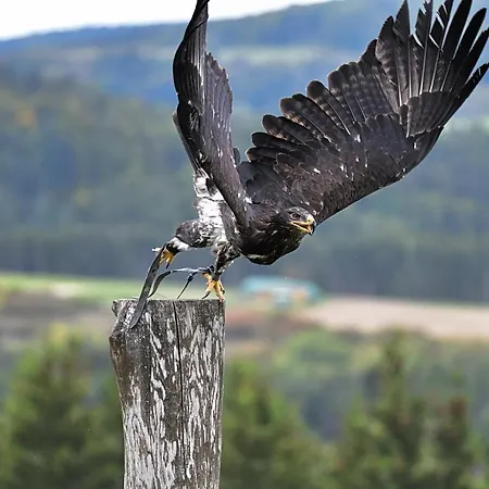 Haus Schneider Kaetchen Dom wakacyjny *