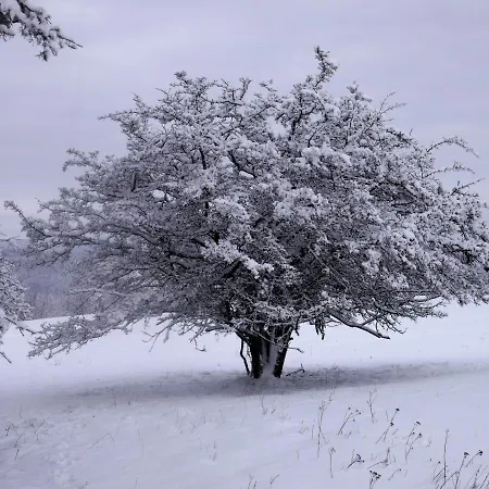 Haus Schneider Kaetchen Dom wakacyjny Deudesfeld