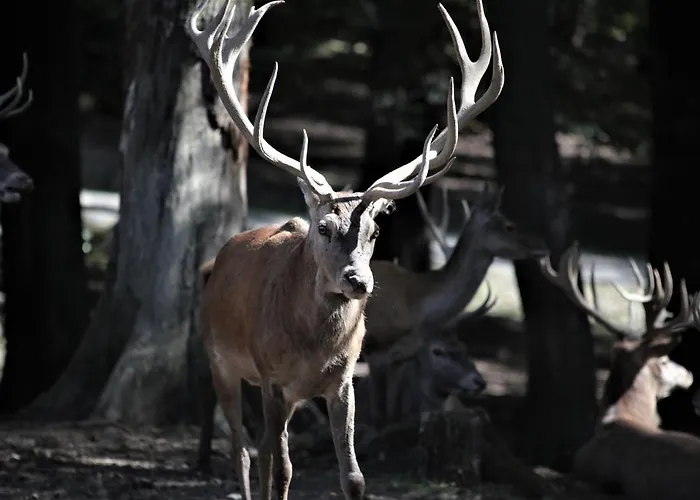Haus Schneider Kaetchen Dom wakacyjny Deudesfeld