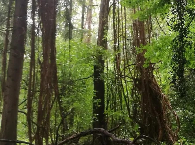 Haus Schneider Kaetchen Dom wakacyjny Deudesfeld